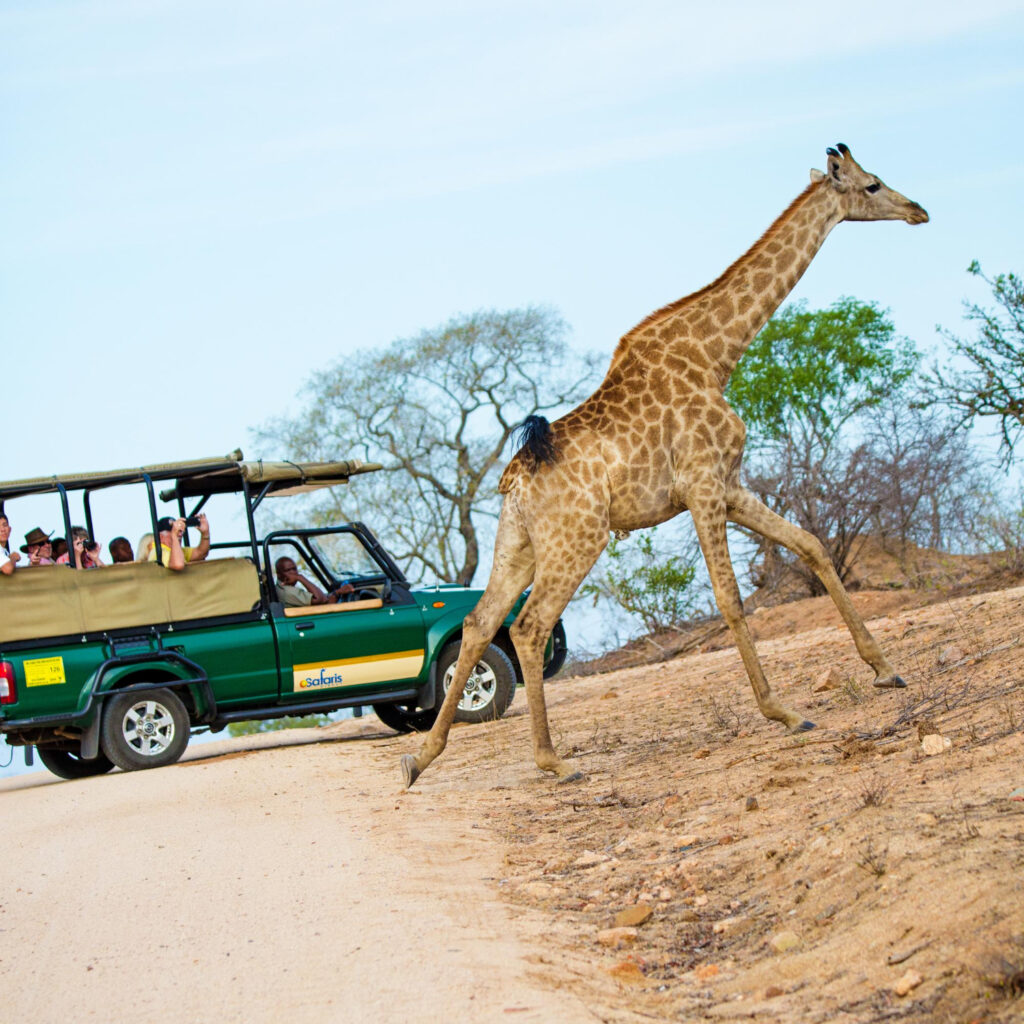 Safari jeep and giraffe in Africa symbolizing safe and confident travel with vaccinations from Helderberg Family Practice in Somerset West.